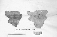 Mycosphaerella punctiformis image